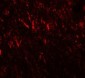 PRICKLE2 Antibody